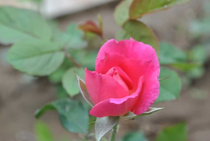 ����һ֧������ ��Ӱ�L���^(q��)���[����